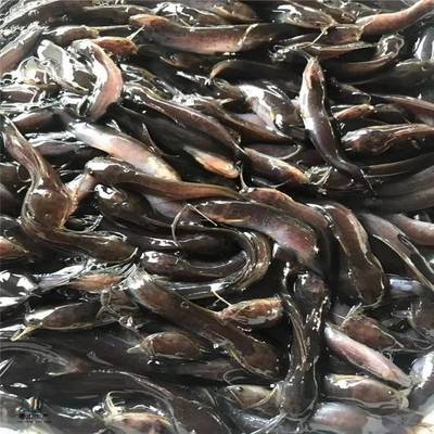 粵宏水產 專業批發優質埃及塘鲺魚苗，信譽為本，服務全國